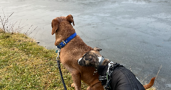 fanny pet sitter à CERNAY 68700_1