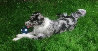 sylvette pet sitter à Épernon  28230_5