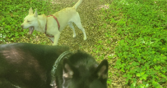 jullian pet sitter à CHANCELADE 24650_5