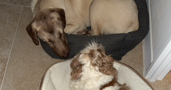 floriane dog sitter à JARVILLE LA MALGRANGE 54140_3