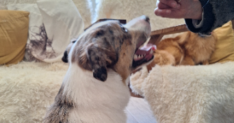 maryline pet sitter à LA CHAPELLE NEUVE 56500_5