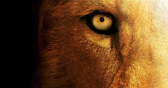 suat pet sitter à ROMBAS 57120_3