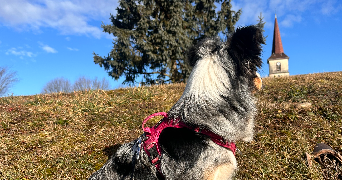 lilou pet sitter à ANOULD 88650_1