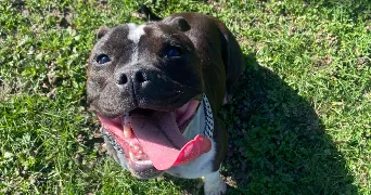 naomi pet sitter à SAVIGNY SUR ORGE 91600