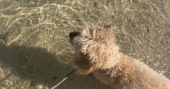 mélina pet sitter à PFASTATT 68120_0