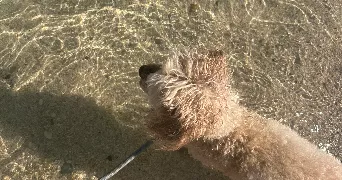 mélina pet sitter à PFASTATT 68120