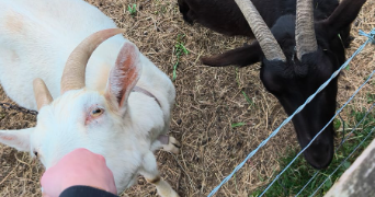 manon pet sitter à SASSENAY 71530_7