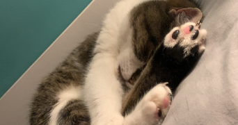 aurelia pet sitter à HERBLAY SUR SEINE 95220_3