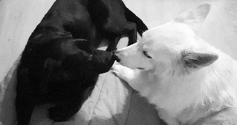 flora pet sitter à VERTAIZON 63910_0