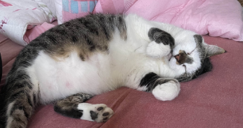 tsumi pet sitter à SEBOURG 59990_2