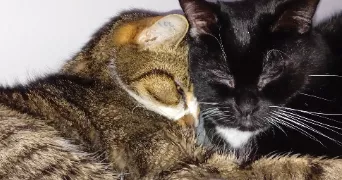 anne sophie pet sitter à ESQUELBECQ 59470