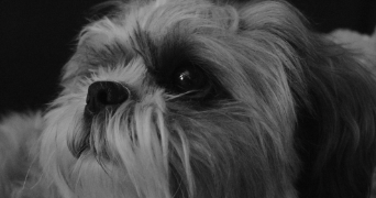 solenn pet sitter à VIVIERS DU LAC 73420_2