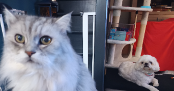 catherine pet sitter à ELANCOURT 78990_2