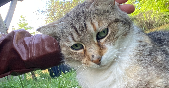 océane pet sitter à MERIGNAC 33700_4