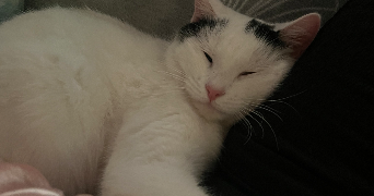 vanessa pet sitter à BAINS SUR OUST 35600_2