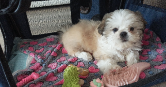 catherine pet sitter à ELANCOURT 78990_4