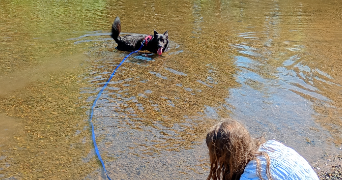 ewa-marion pet sitter à ECKBOLSHEIM 67201_9