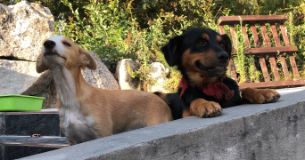 laura pet sitter à Sainte-Foy-lès-Lyon 69110_5