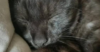 manon pet sitter à ROUBAIX 59100_0