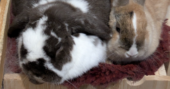 oceane pet sitter à HOUILLES 78800_1