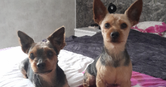 sophie pet sitter à Bernes-sur-Oise 95340_0