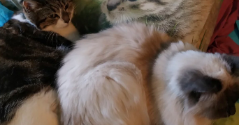 lili pet sitter à BRIORD 01470_9