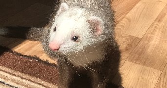 zoé pet sitter à LILLE 59000_6