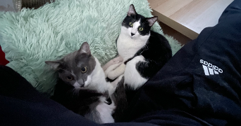 elysa pet sitter à HEROUVILLE ST CLAIR 14200_1