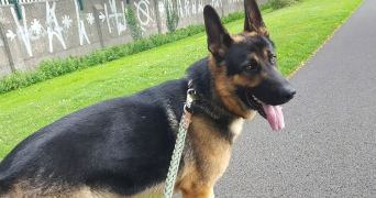 quentin dog sitter à DOUVAINE 74140_5