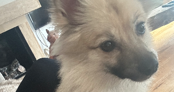 fanny pet sitter à ORGEVAL 78630_2