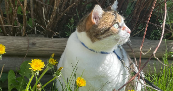 naomie pet sitter à LILLE 59260_5