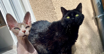 marie pet sitter à HANCHES 28130_1