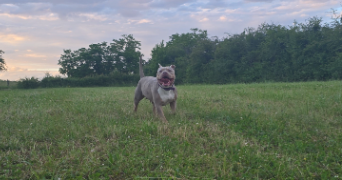 catia pet sitter à NEUWILLER LES SAVERNE 67330_3