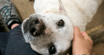 chloé pet sitter à BANNAY 18300_5