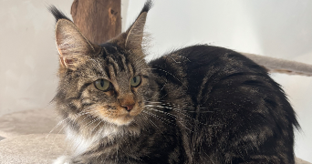 noemie pet sitter à TROSLY BREUIL 60350_4
