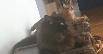 galadriel pet sitter à BOURG LA REINE 92340_7