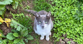 vicky pet sitter à TREFFENDEL 35380_1
