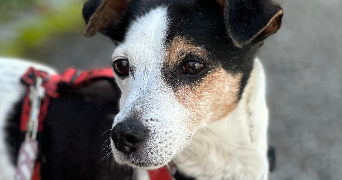 anael pet sitter à MORSBRONN LES BAINS 67360_6
