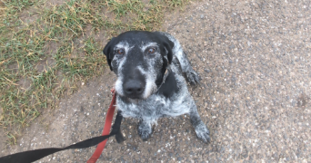 flavie pet sitter à CHAMPENOUX 54280_20