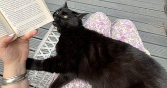 blanche pet sitter à RENNES 35000_3