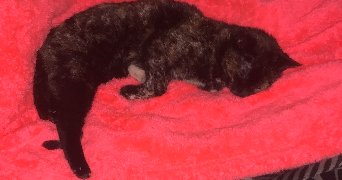 sifdine pet sitter à ST FONS 69190_3