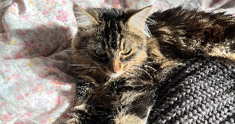 yasmine pet sitter à PARIS 15 75015_2