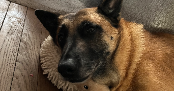 camille pet sitter à HOUILLES 78800_0