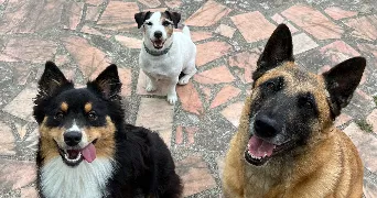 camille pet sitter à HOUILLES 78800