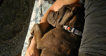 eva pet sitter à AUCH 32000_2