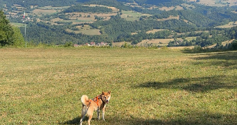 lauryn pet sitter à CHATENOIS LES FORGES 90700_2