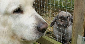 chloe pet sitter à VERSAILLES 78000_2