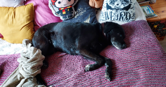 mélanie pet sitter à LOUVIERS 27400_2