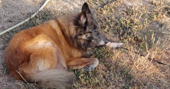 sandrine pet sitter à ST AUBIN DES ORMEAUX 85130_1