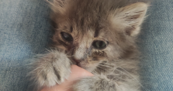 alicia pet sitter à BOURG LES VALENCE 26500_2